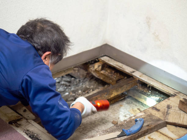 Best Mold Testing  in Timberline Fernwood, AZ