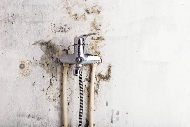 Best Mold Removal Company Near Me  in Timberline Fernwood, AZ
