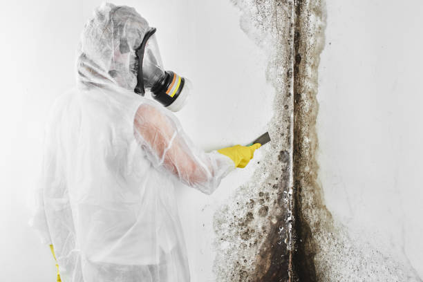 Best Local Mold Removal Service  in Timberline Fernwood, AZ