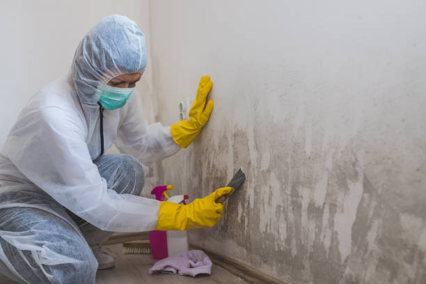 Best Same-Day Mold Removal  in Timberline Fernwood, AZ