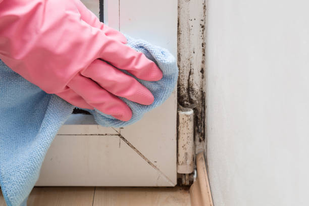 Best Commercial Mold Removal  in Timberline Fernwood, AZ